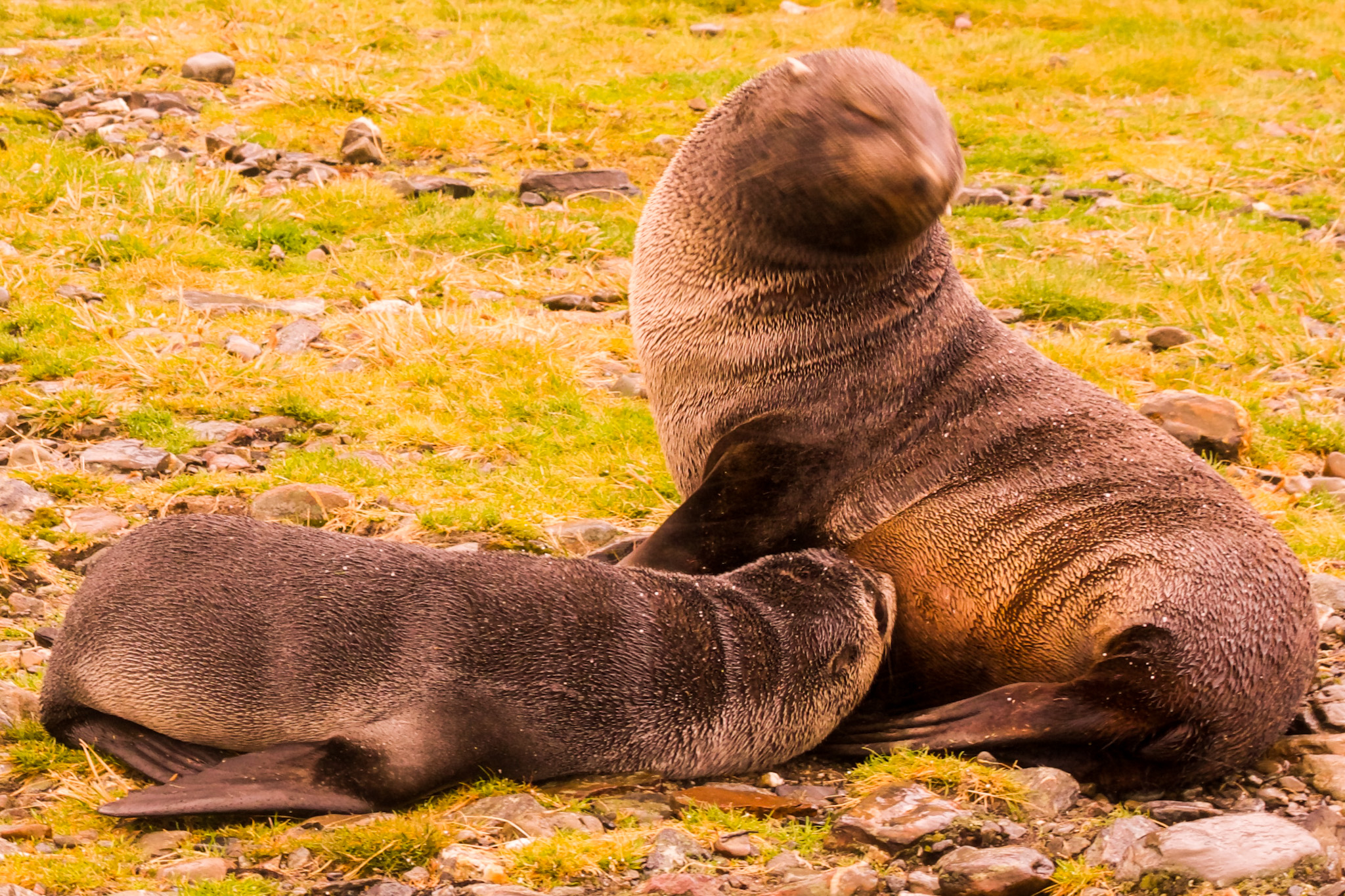 Antarctic fur seals