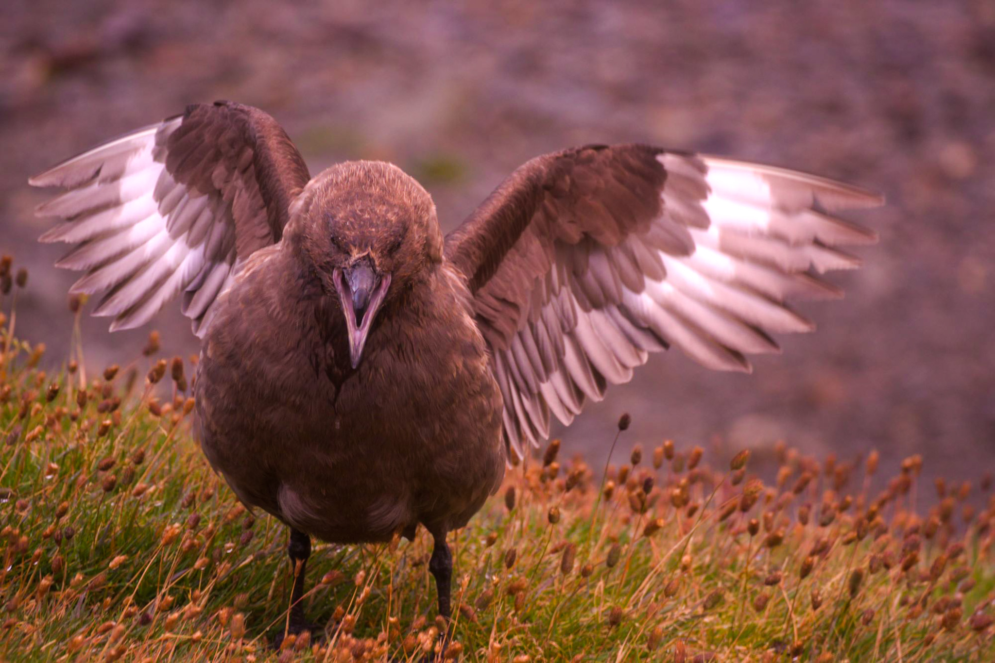 Brown or Antarctic Skua