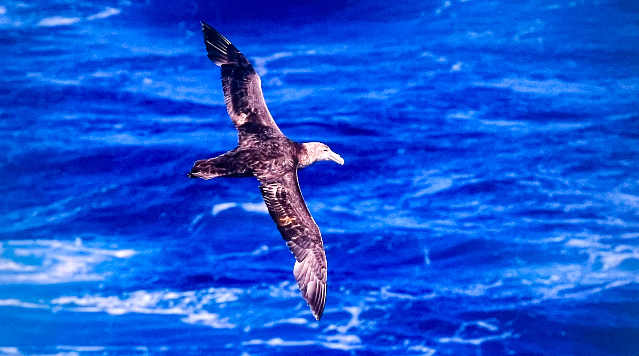 Southern giant petrel