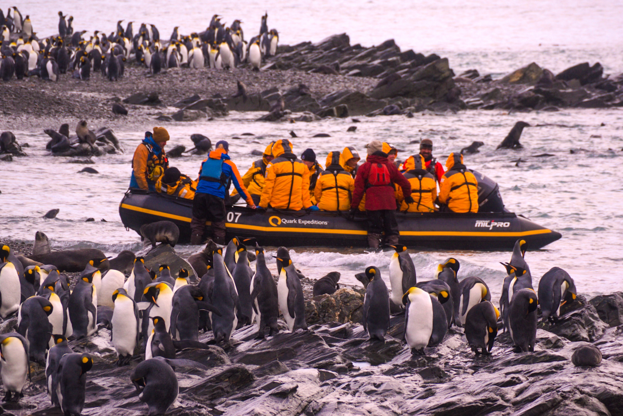 four species of penguins