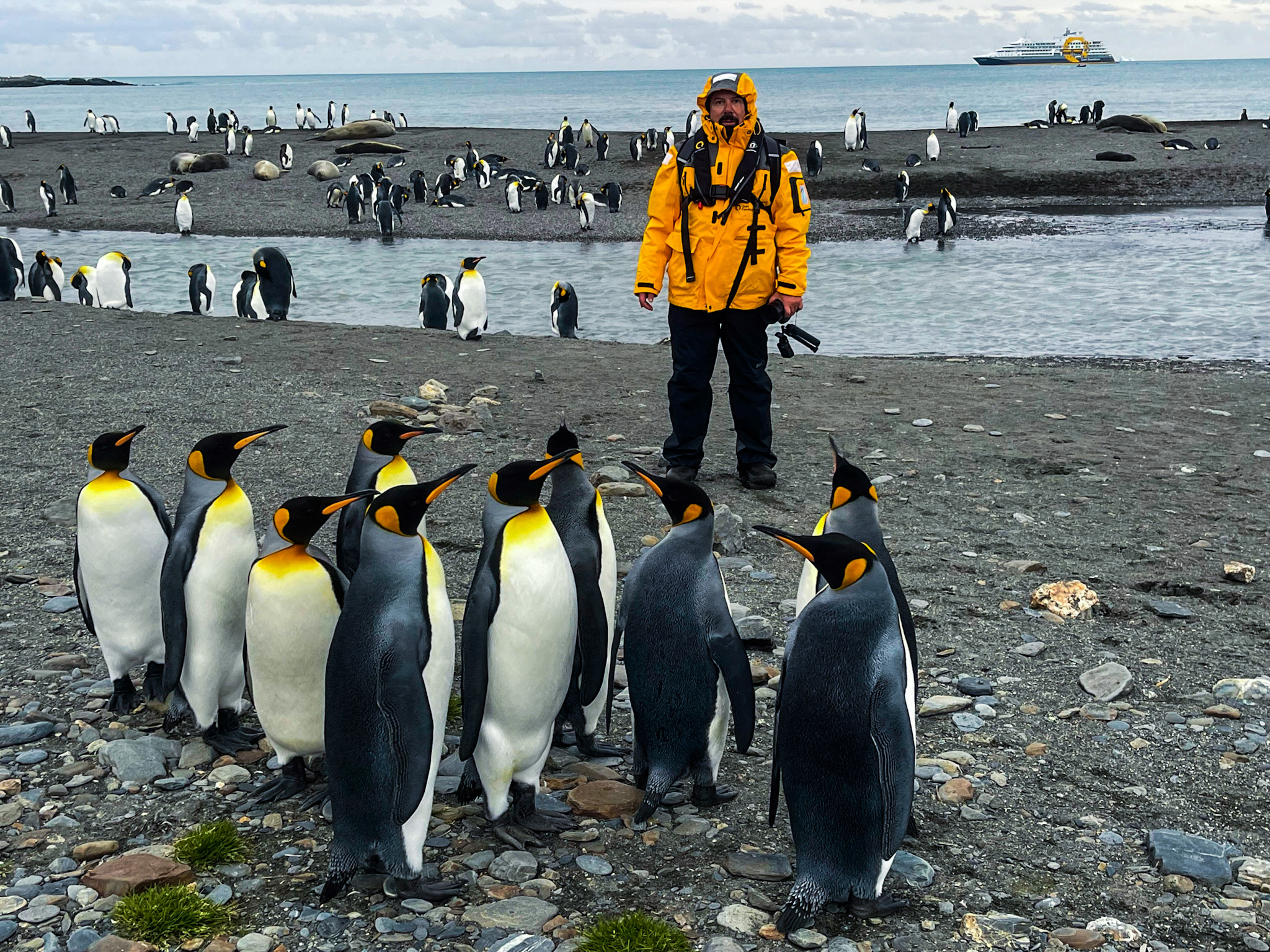 king penguins