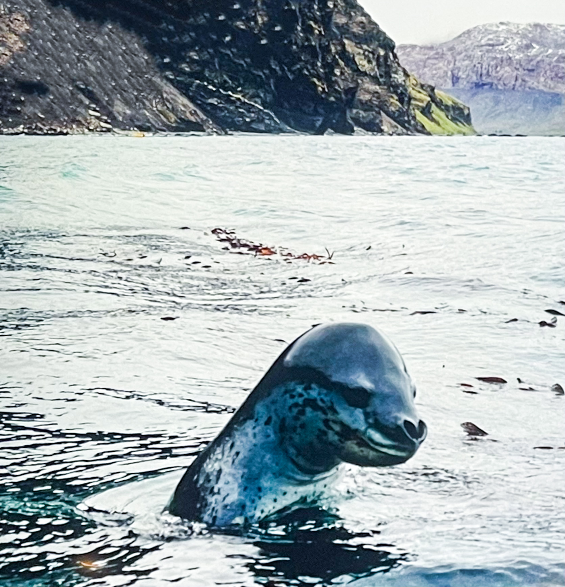 leopard seal