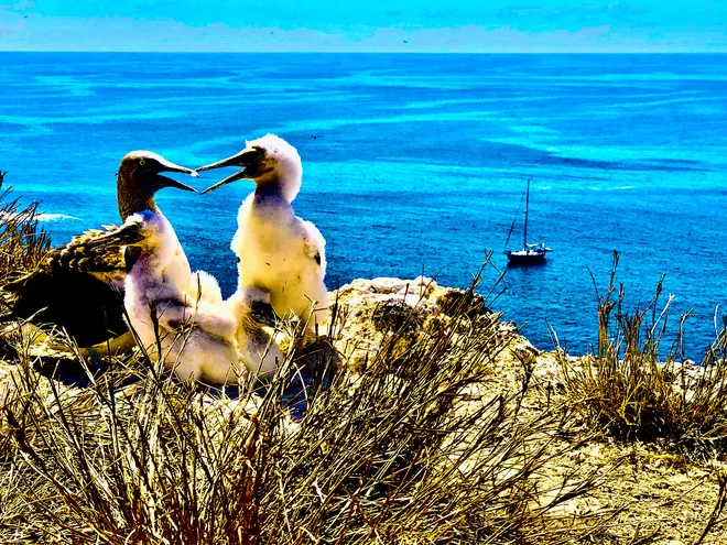 Blue, red and brown-footed boobies 