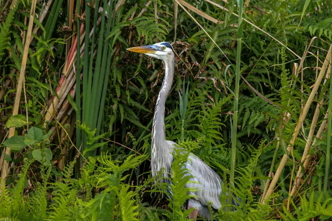 Guided boat excursions through La Tovara Nature Reserve are a highlight of any visit to San Blas. A four-mile stretch of lush jungle, this “Mexican Amazon” reveals orchids, bromeliads, iguanas, crocodiles, turtles, herons, kingfishers and more.