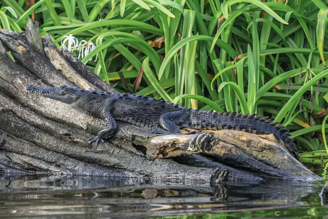  lazy American crocodile 