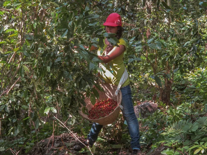 local girl handpicks coffee cherrie