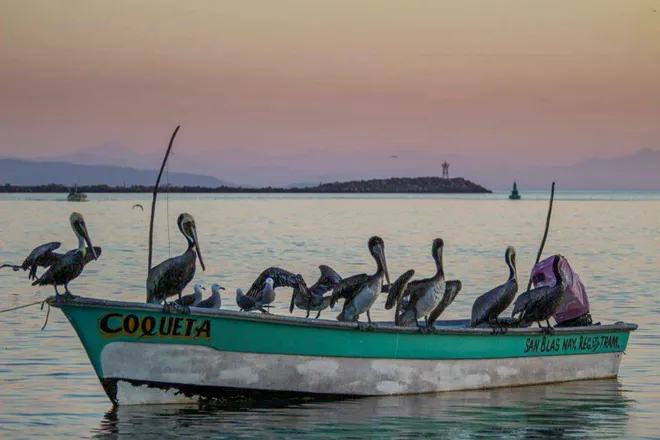 pelicans roost on fishing boats 