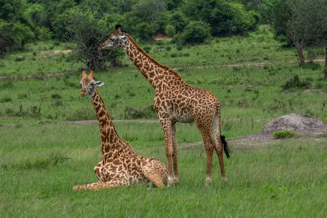 Akagera National Park 