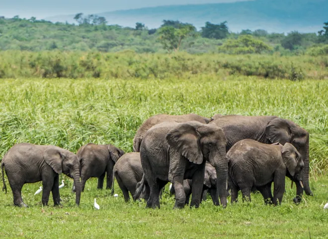 Akagera National Park 