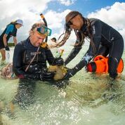 Great Barrier Reef article doing research in the water