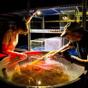 Great Barrier Reef for article collecting coral spawn