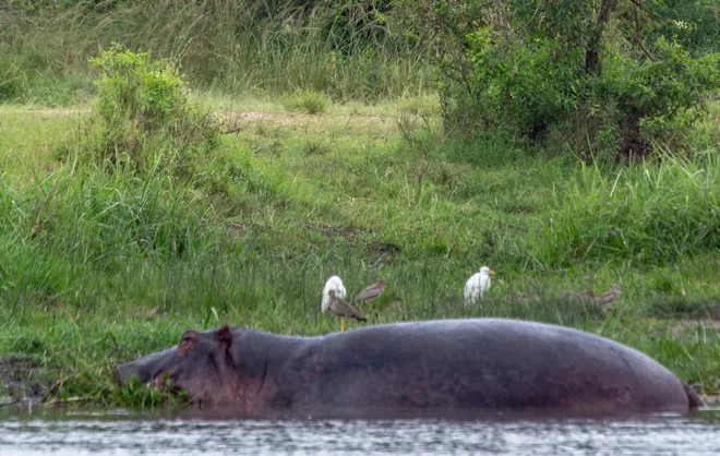 Hippopotamus