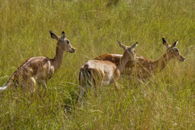 impalas