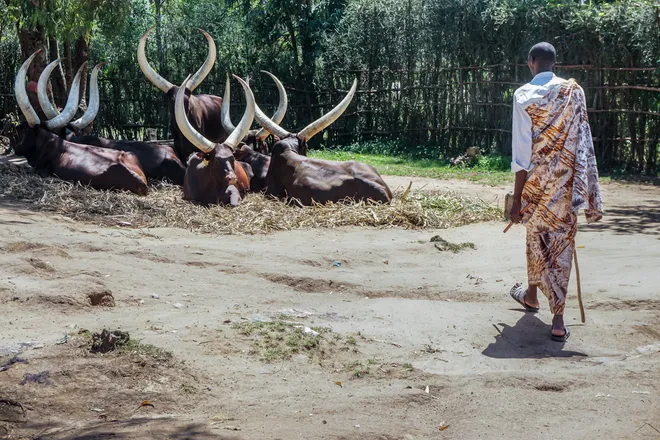 Long-horned Inyambo cattle