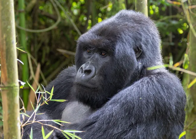 mountain gorillas 