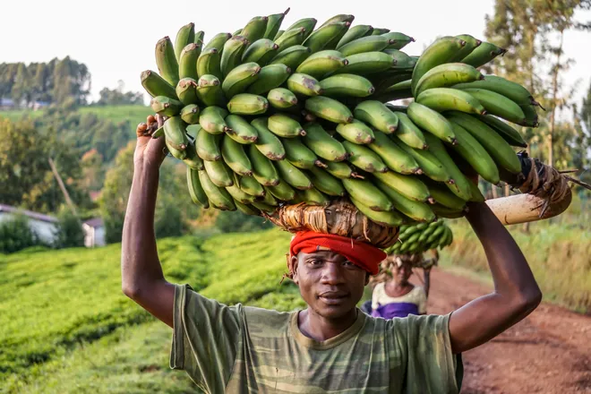 transporting bananas