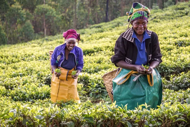 Two women handpick tea leaves