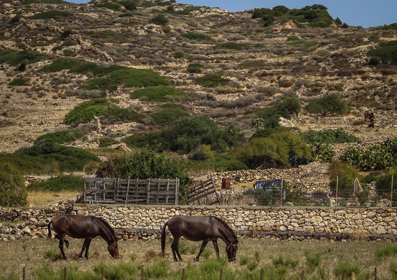 Donkeys, goats, sheep and horses roam the island