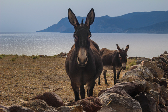 Kimolos Donkeys